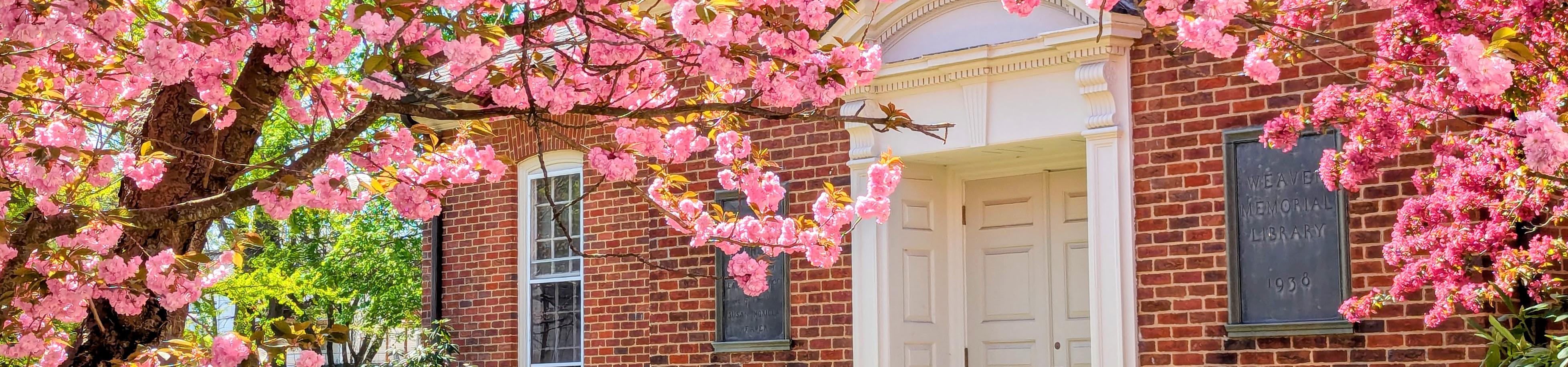 Weaver Library Front Spring Cherry Blossoms